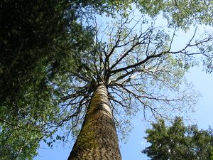 Web IMG 0424.jpg