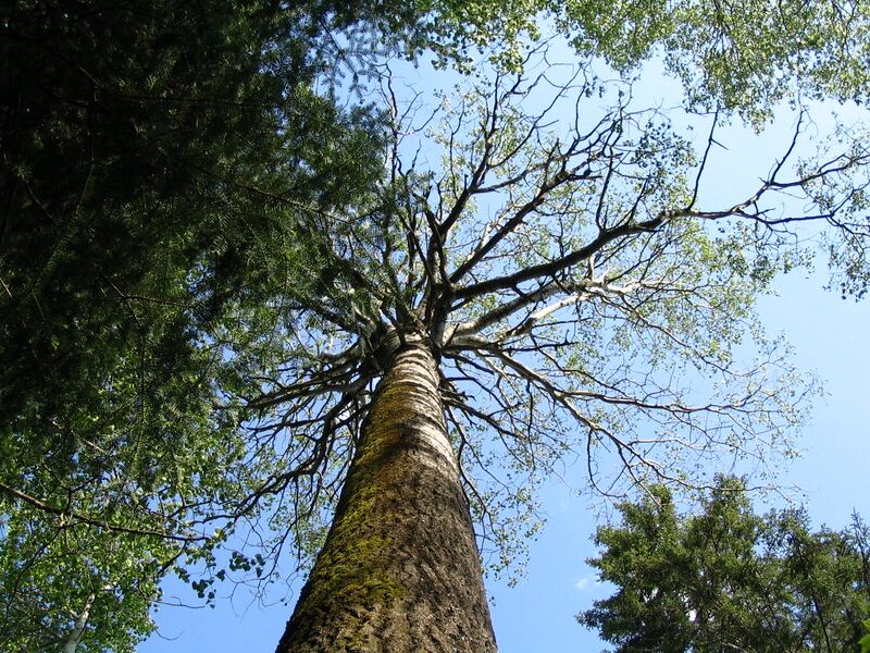File:Web IMG 0424.jpg